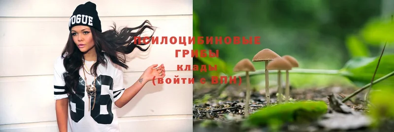 Псилоцибиновые грибы Psilocybe  купить   это состав  Киров 